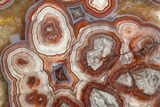 Polished Crazy Lace Agate Section - Mexico #335034-1